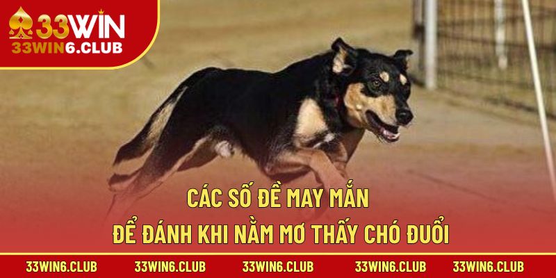 Các số đề may mắn để đánh khi nằm mơ thấy chó đuổi
