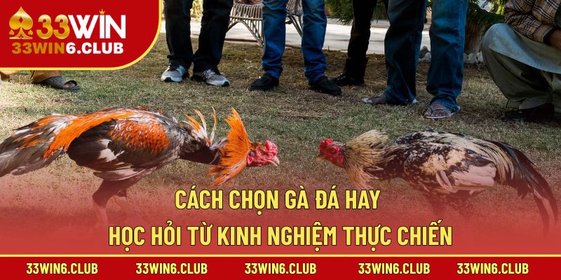 Cách Chọn Gà Đá Hay – Học Hỏi Từ Kinh Nghiệm Thực Chiến