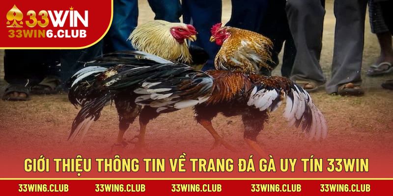 Giới thiệu thông tin về trang đá gà uy tín 33win