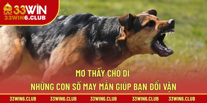 Mơ Thấy Chó Dí – Những Con Số May Mắn Giúp Bạn Đổi Vận
