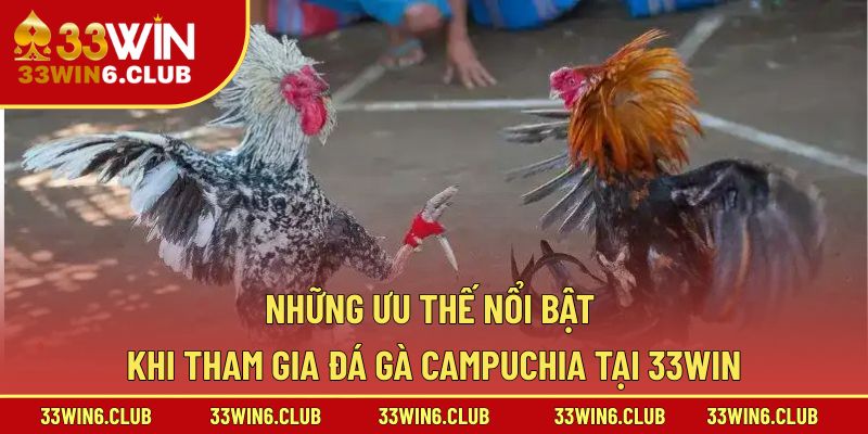 Những ưu thế nổi bật khi tham gia đá gà Campuchia tại 33win