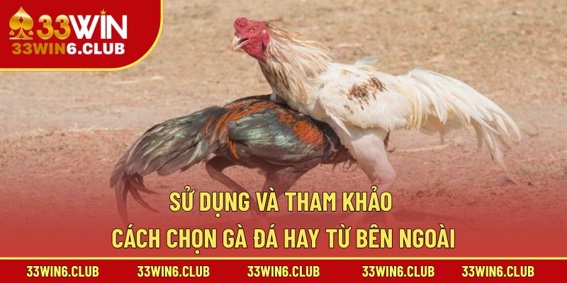 Sử dụng và tham khảo cách chọn gà đá hay từ bên ngoài