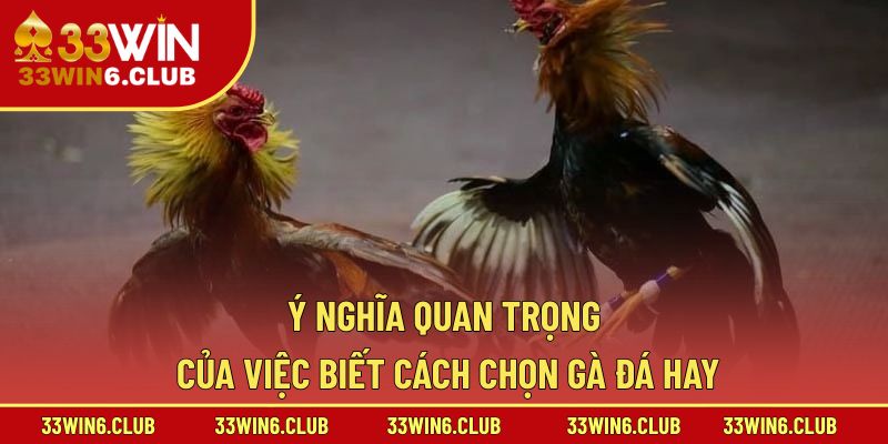 Ý nghĩa quan trọng của việc biết cách chọn gà đá hay